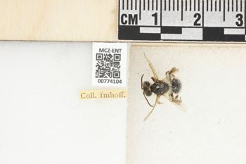 Media type: image;   Entomology 774104 Aspect: Labels